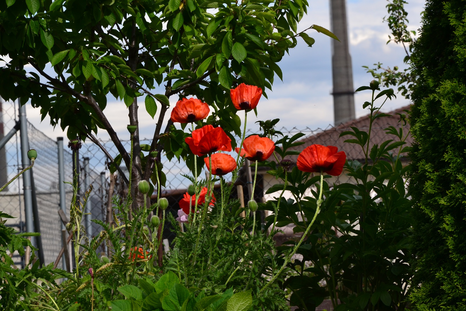 DSC_0630